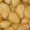 Yellow Wonder Alpine Strawberry -Alpha 270278466