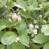 White Solemacher Alpine Strawberry -Alpha 360496280