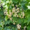 Bar-le-duc White Currant -Alpha 4904