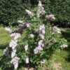 Belle De Nancy Lilac -Alpha 515px Syringa vulgaris Belle de Nancy 2018 05 04 0369