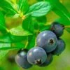 Alpha Hello Darlin™ Blueberry -Alpha Blueberry Hello Darlin foliage
