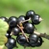 Coronet Black Currant -Alpha CoronetBlackCurrant