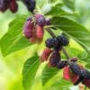 Early Bird Mulberry -Alpha EarlyBirdMulberry 1