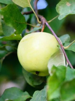 Flower Of Kent Apple