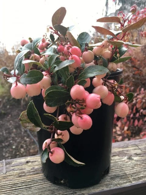 Winter Fiesta™ Wintergreen 3 Winter Fiesta™ Wintergreen