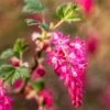 King Edward VII Flowering Currant -Alpha KingEdwardVIIRibes