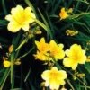 Stella D'Oro Day Lily -Alpha L700 gigapixel standard scale 6 00x b41b238d a08a 476a b75e 48545af85141