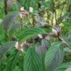 Dawn Viburnum -Alpha M081 gigapixel standard scale 6 00x 886f0d28 ab38 42b3 87a6 6bc00b3e75b5