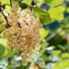 White Pearl Currant