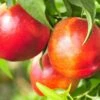 Pacific Pride™ Nectarine -Alpha PacificPrideNectarine 1