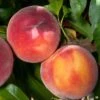 Combination Peach 'Zaiger Pride' (3 Varieties)/Semi Dwarf -Alpha Peach Prunus EvasPride 1024x1024 38ff1114 050d 41e8 8c64 ca9737ab8c49