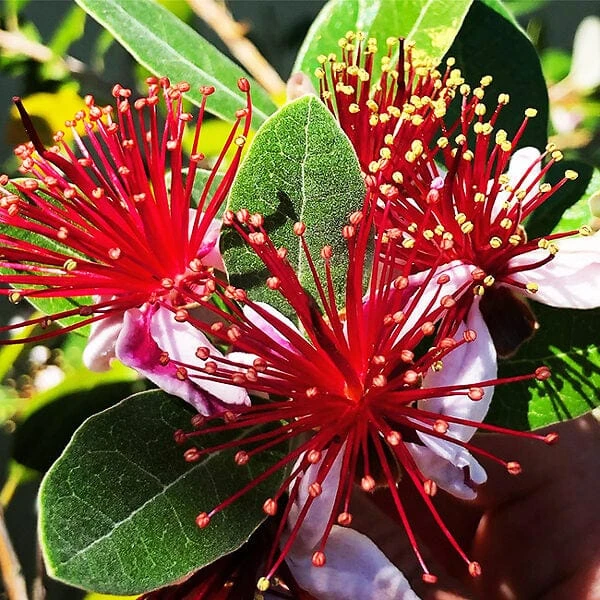 Waingaro™ Guava 3 Waingaro™ Guava