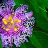 Passiflora PinkPop™ -Alpha PinkPopPassiflora 1