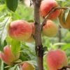 Reliance Peach 2 Reliance Peach -Alpha ReliancePeachcopy 1