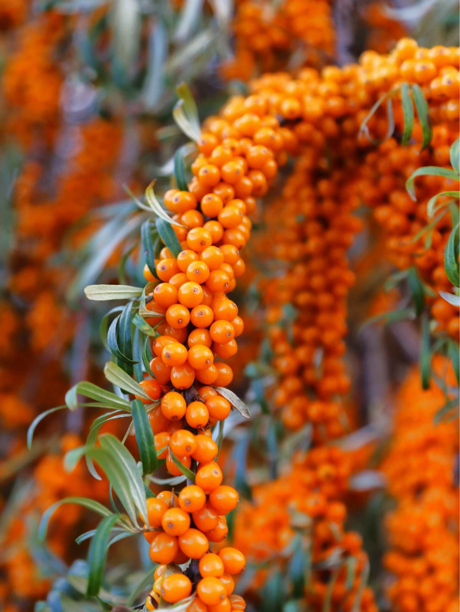 Star Of Altai Sea Berry™ 3 Star Of Altai Sea Berry™