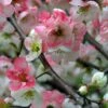 Toyo Nishiki Flowering Quince -Alpha ToyoNishikiimage