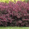 Alpha Wine & Roses® Weigela -Alpha WeigelaWineRoses1 1080 1080 60