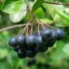 Viking Aronia -Alpha aronia 4 1