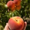 Avalon Pride Peach -Alpha avalon pride peach