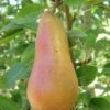 Abbe Fetel European Pear -Alpha b025 abbe fetel 1