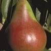 Pound European Pear -Alpha b187 pound european pear 31 1