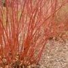 Baileyi Red Twig Dogwood -Alpha bailey red twig dogwood bare branches 600x600 1