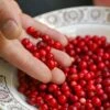 Balsgard Lingonberry -Alpha balsgard lingonberry