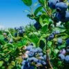 Big Blueberry Bundle No.1 -Alpha bbbs3