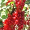 Rovada Red Currant -Alpha best rovada red currant 1