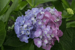 Featured Products -Alpha bjangle3