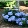 Let's Dance® Blue Jangles® Reblooming Hydrangea -Alpha bjangle4
