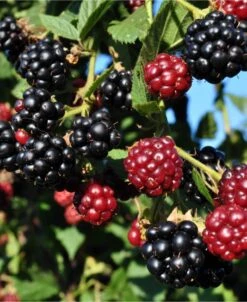 Arapaho Thornless Blackberry