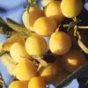 Mirabelle De Metz European Plum -Alpha c208r