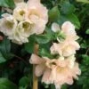 Cameo Flowering Quince -Alpha cameo 1