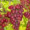 Canadice Seedless Grape -Alpha canadice grape 1