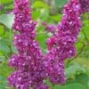 Charles Joly Lilac -Alpha charles joly