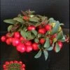 Cherry Berries ™ Wintergreen -Alpha cherryb w logo