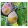 Coe's Golden Drop European Plum -Alpha coes g drop