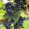 Concord Grape -Alpha concord grape 3 1 1