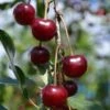 Craig's Crimson Cherry -Alpha craigs crimson cherry