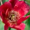 Paeonia Delavayi -Alpha delavyi