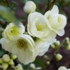 Double Take Eternal White™ Flowering Quince -Alpha dtew