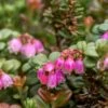 Dwarf Lingonberry -Alpha dwarf lingonberry
