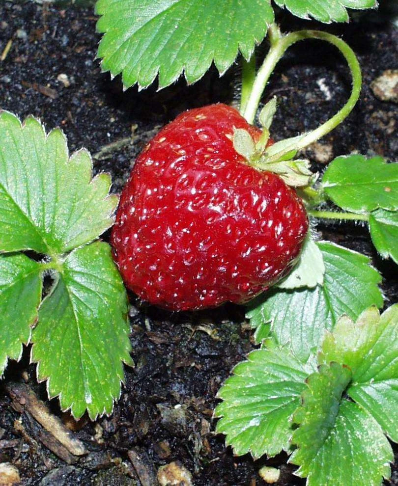 Marshall Strawberry 3 Marshall Strawberry