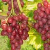 Einset Seedless Grape -Alpha einset grape 1