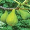 Lattarula Fig 2 Lattarula Fig -Alpha fg201 EG figs varieties 5