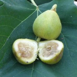 Mary Lane Fig
