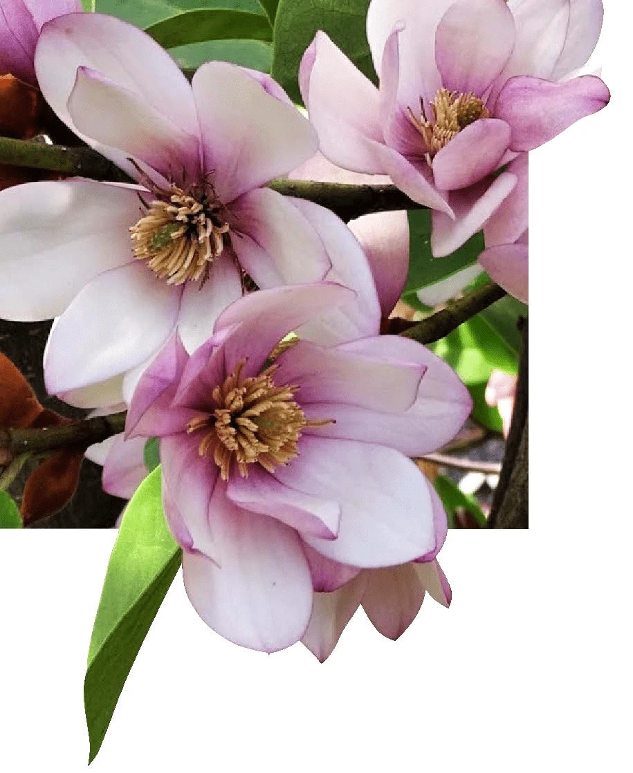 Michelia Doltsopa "Fairy Blush" 2 Michelia Doltsopa "Fairy Blush"