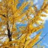 Male Ginkgo -Alpha ginkgo autumn gold 1
