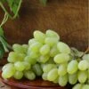 Gratitude Seedless Grape -Alpha gratitude grape